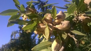 Almonds ready to be harvested- the shake and sweep is about to begin!